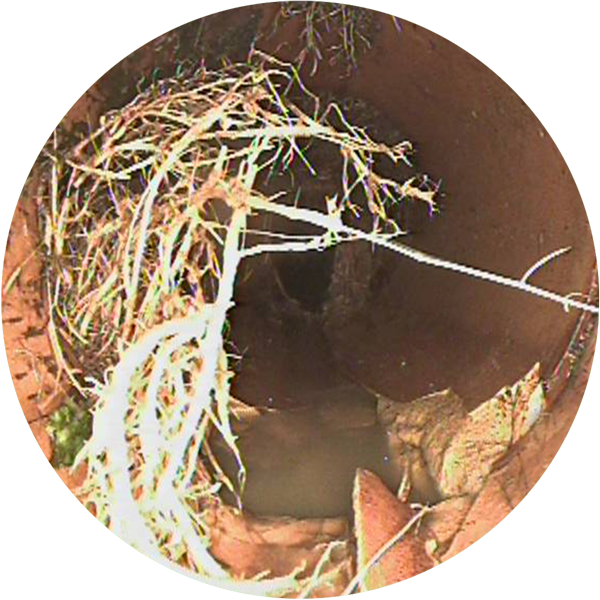 Roots_1.png